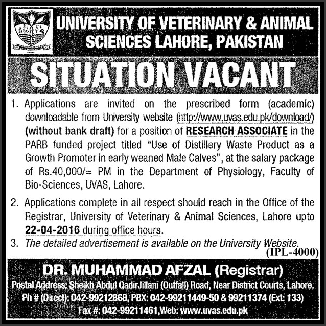 Research Associate Jobs