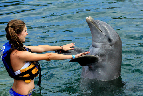 interesting facts about dolphins
